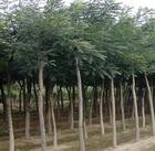 绛县苗木基地供应国槐 白皮松